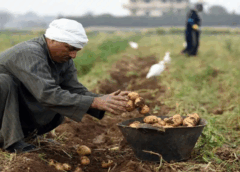العراق في المركز الثامن كأكثر الدول استقبالا للصادرات الزراعية المصرية