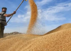 التجارة ترجح تحقيق الاكتفاء الذاتي من الحنطة خلال العام الحالي